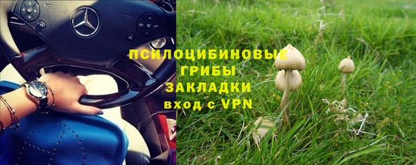 прущие грибы Лабытнанги
