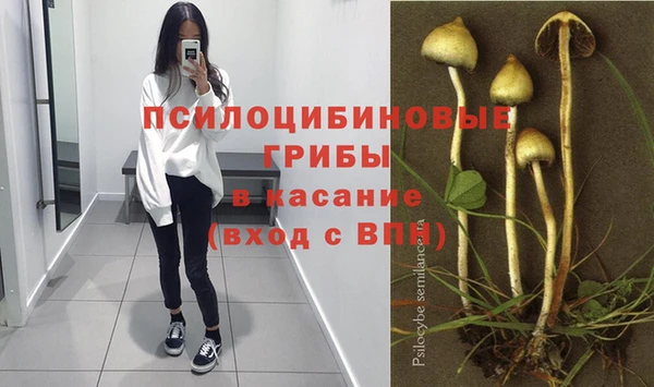 прущие грибы Лабытнанги