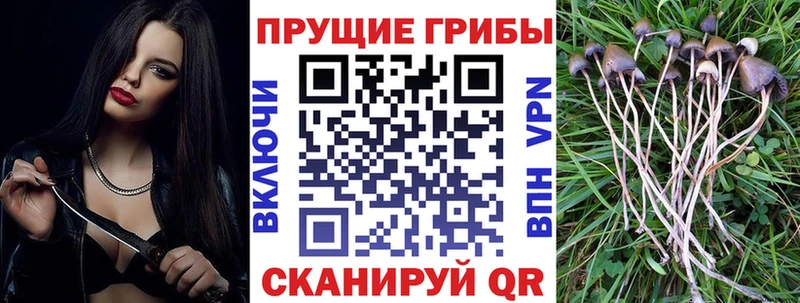 Псилоцибиновые грибы Cubensis Купить Кадников